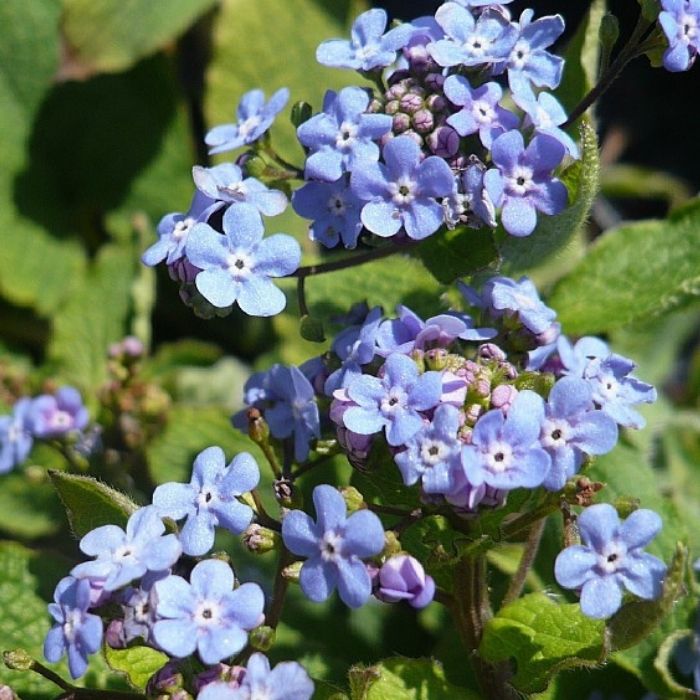 Kærmindesøster, BRUNNERA macrophylla