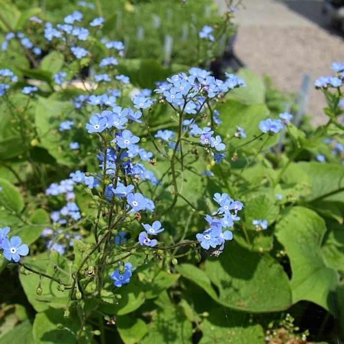 Kærmindesøster, BRUNNERA macrophylla