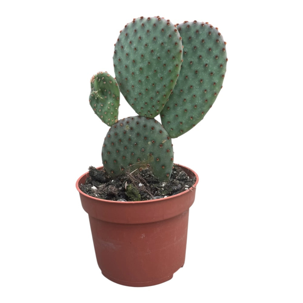 Kaktus, Opuntia macrocalyx - 10,5 cm potte