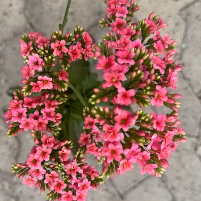 Kalanchoe Arts-hybrid pink – farverig og nem blomstrende plante