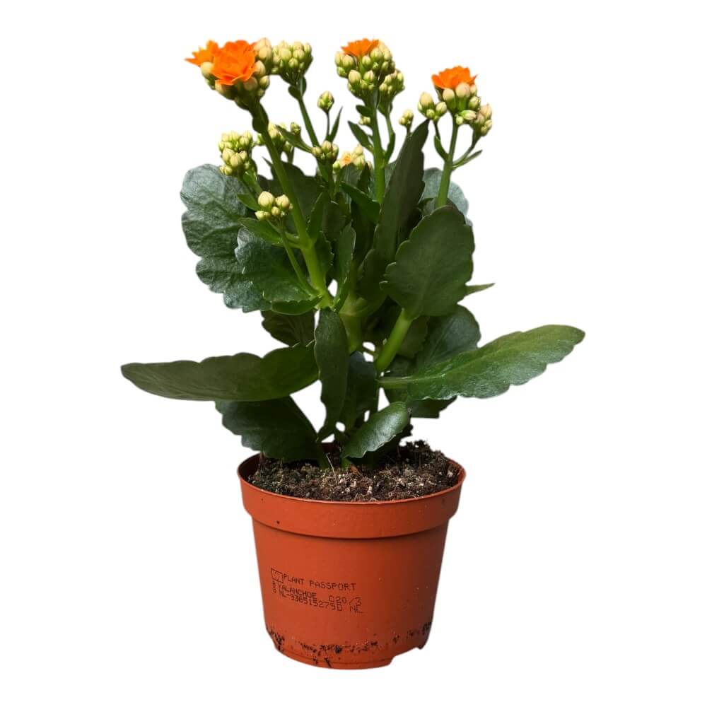 Brændende kærlighed, Kalanchoe ´orange´ - 10,5 cm potte