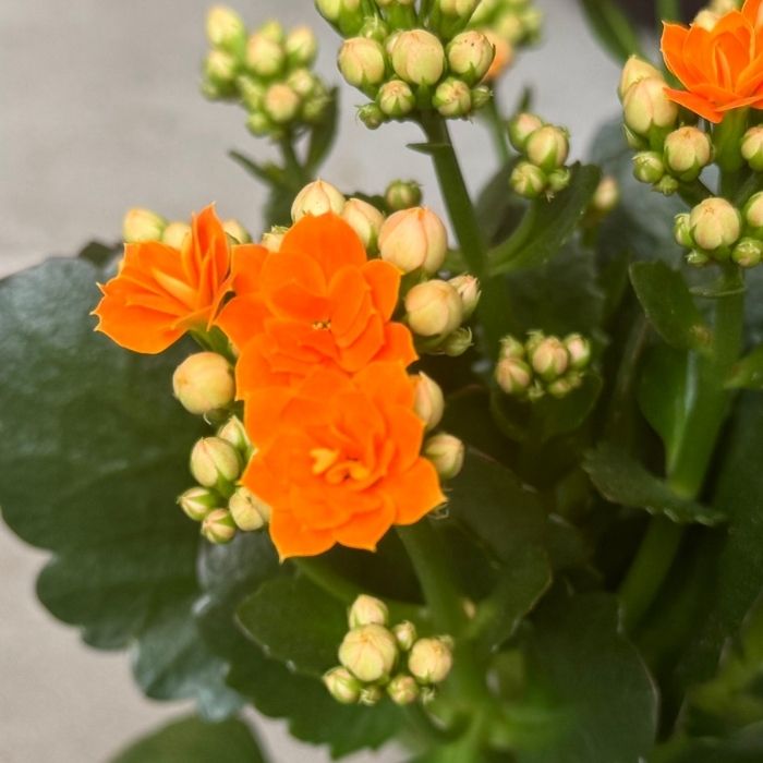 Brændende kærlighed, Kalanchoe ´orange´ - 10,5 cm potte