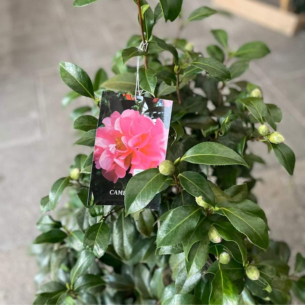 Kamelia, Camellia jap Sarah Frost