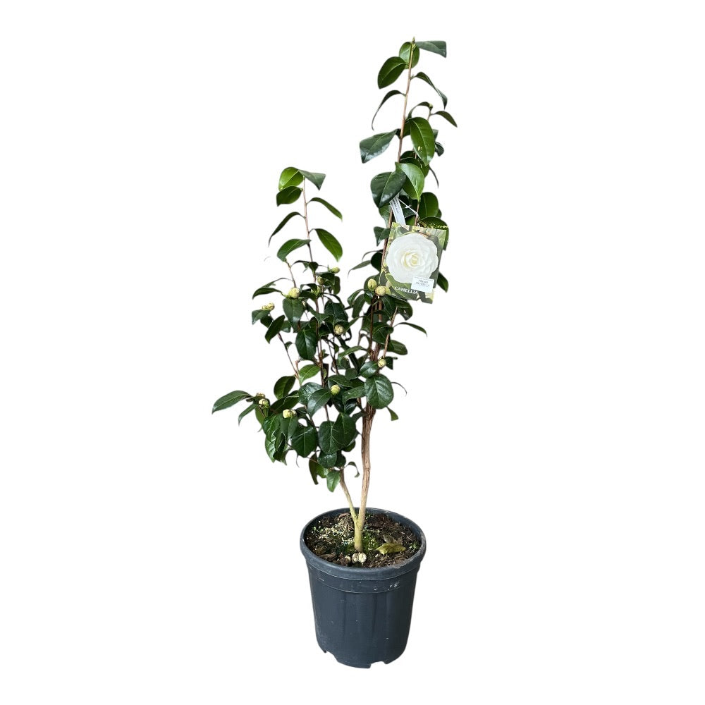 Kamelia, Camellia jap Montironi Alba - 4,5L potte