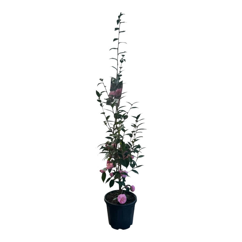 Kamelia, Camellia jap Spring Festival - 21 cm potte