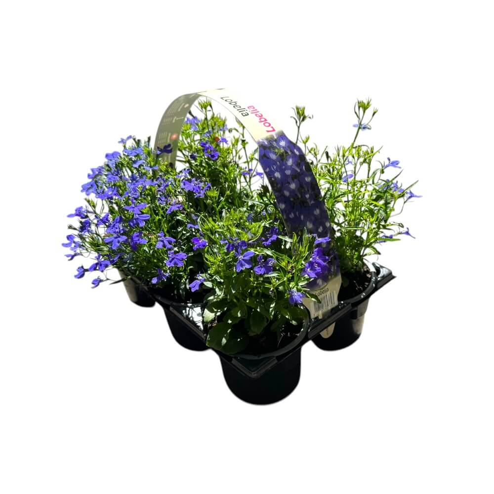 Kantlobelie, Lobelia erinus – kasse med 6 stk.