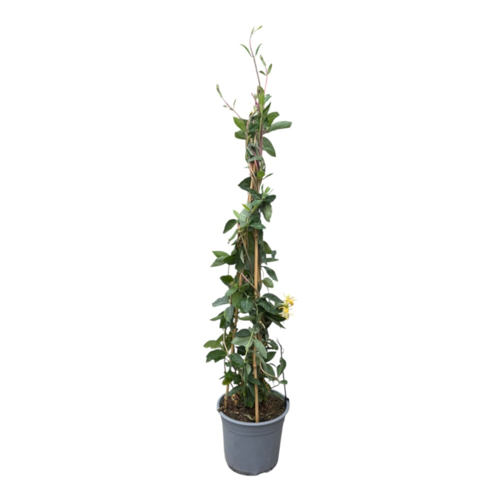 Duft kaprifolie, Lonicera peri. Nordic 'Loly Brander' - 5l potte