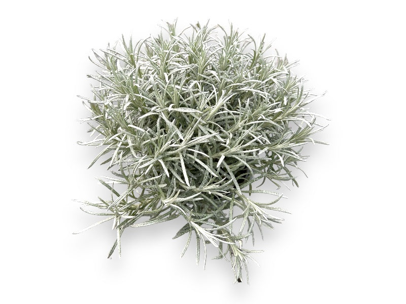 Karryurt til haven, model: Haven 2023.