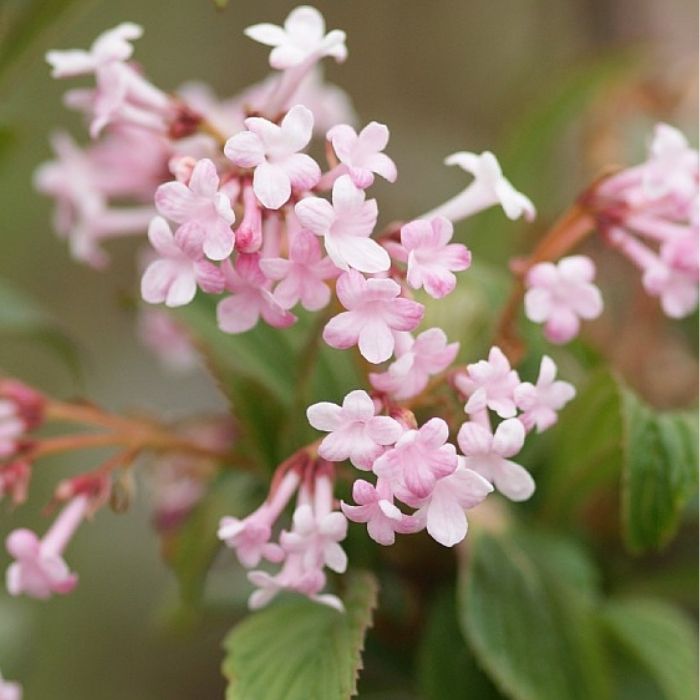 Kejserbusk, Viburnum Bod. Charles Lamont