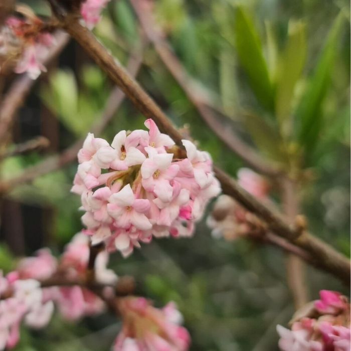 Kejserbusk, Viburnum Bod. Charles Lamont
