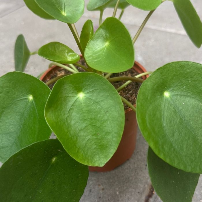 Kinesisk pengeplante, Pilea peperomioides