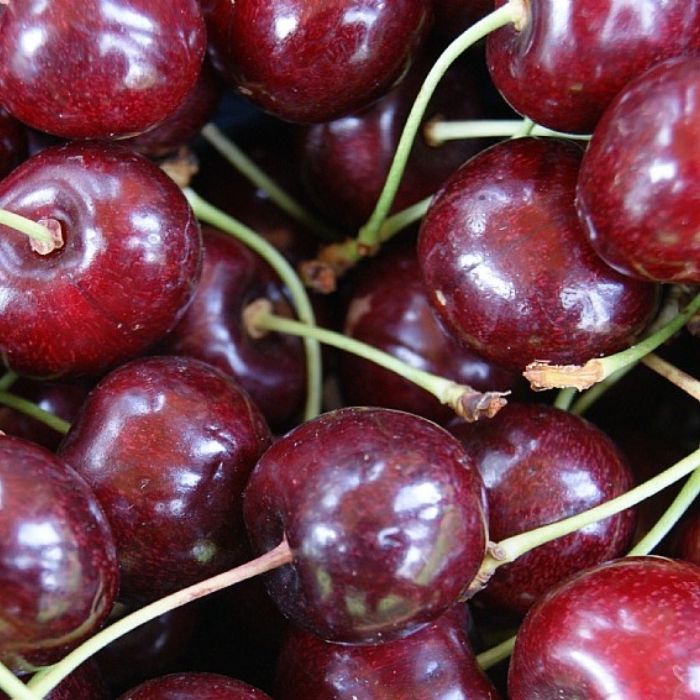 Prunus avium 'Lapins' - En sød og produktiv kirsebærsort med stor frugt