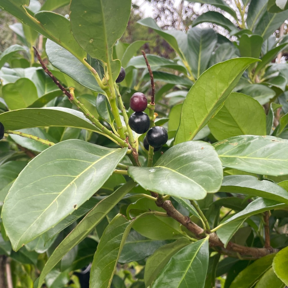 Laurbærkirsebær, Prunus laur. 'Etna' - opstammet 150 cm - 15l potte