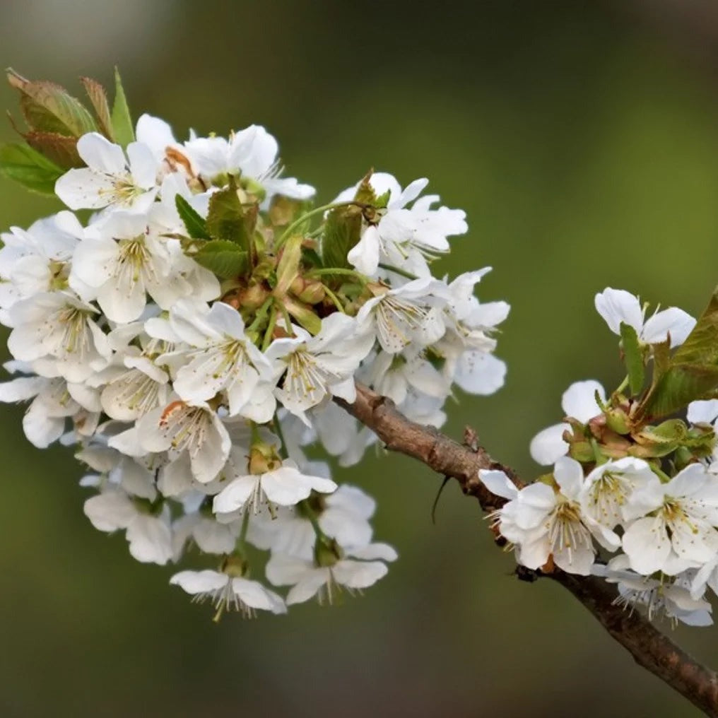 Kirsebærtræ, SUNBURST PRUNUS AVIUM i 10 liter potte.