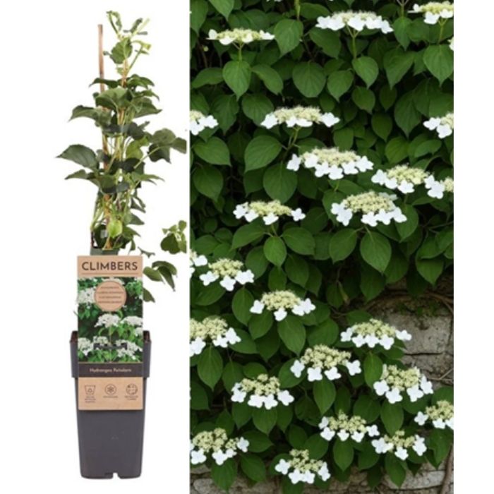 Klatrehortensia, Hydrangea anomala petiolaris, 60 cm høj - 2l potte