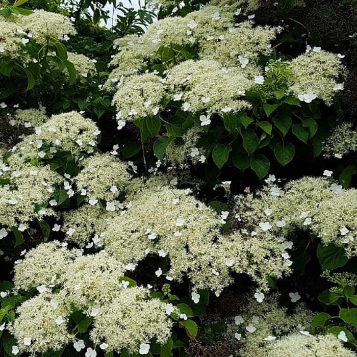 Klatrehortensia, Hydrangea anomala petiolaris,