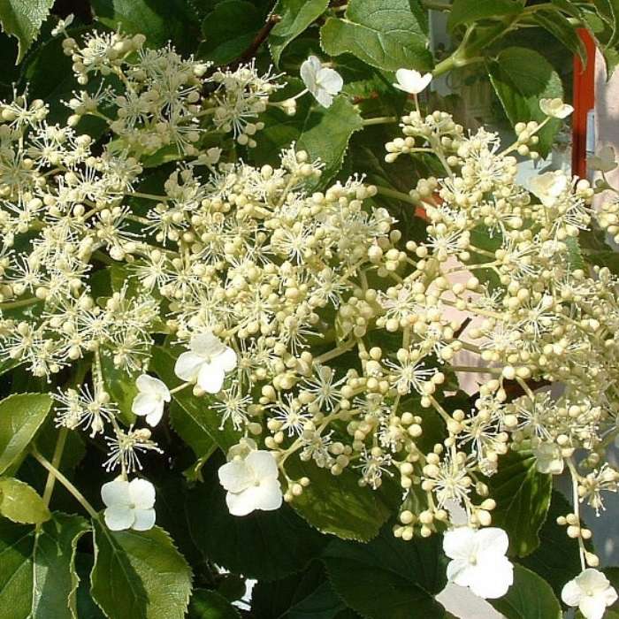 Klatrehortensia, Hydrangea anomala petiolaris,