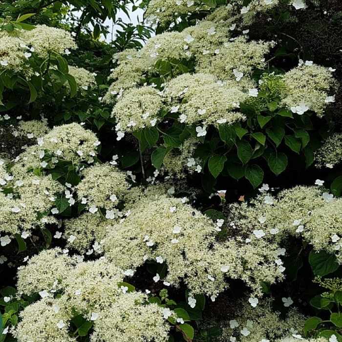 Klatrehortensia, Hydrangea petiolaris, 50/60 cm - 4L potte