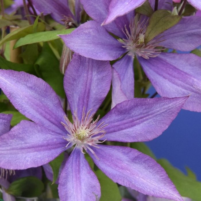 Klematis, Clematis 'Bagatelle' (Dorothy Walton) - 1.7l potte
