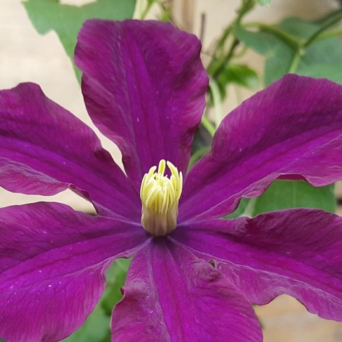 Klematis, Clematis 'Ernest Markham', 80 cm høj - 2.0l potte