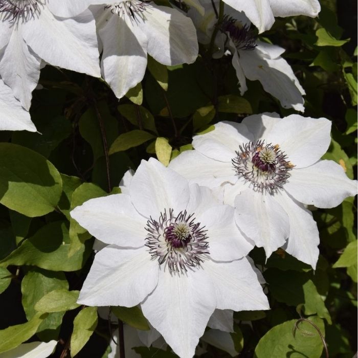 Klematis, Clematis 'Miss Bateman'