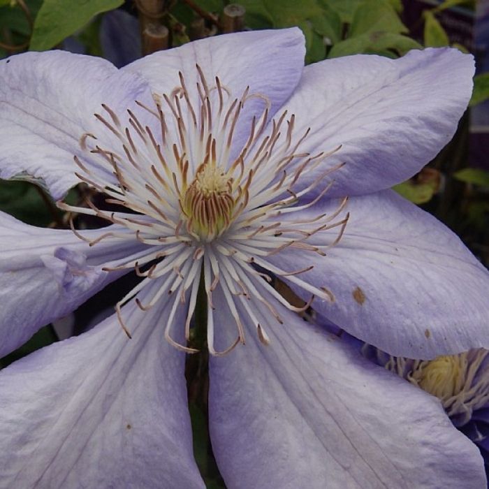 Klematis, Clematis 'Mrs Cholmondeley'