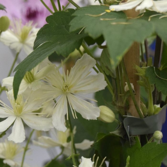 Småblomstrende klematis, Clematis 'Paul Farges Summer Snow' - 5l potte