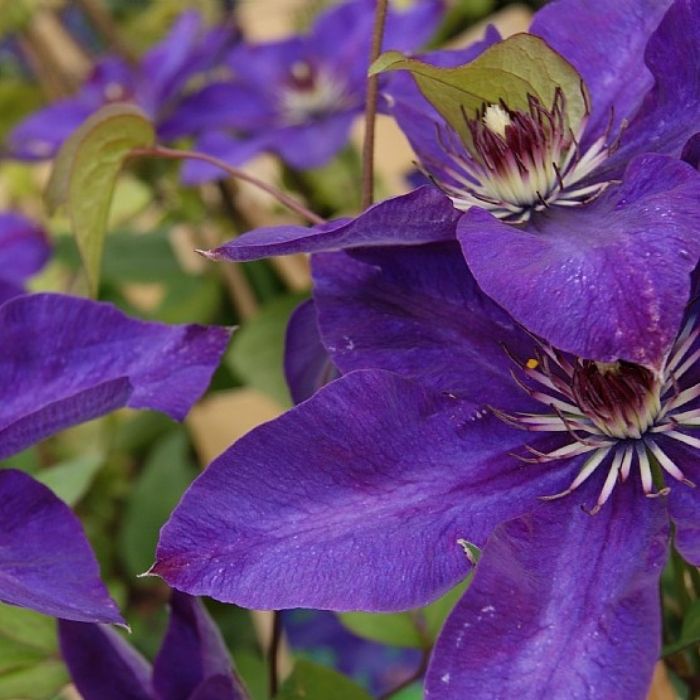 Clematis 'The President' 3 stok C.1.7