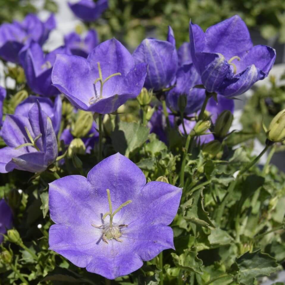 Klokkeblomst, CAMPANULA carpatica ´Perla Blue´ i 10 cm potte.