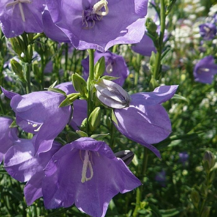 Klokkeblomst, CAMPANULA persicifolia - 1 L Potte