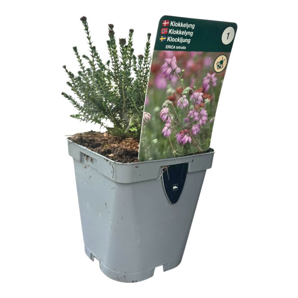 Klokkelyng, erica tetralix - 1l potte