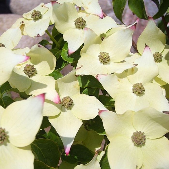 Koreakornel, Cornus kousa chinensis 'China Girl'