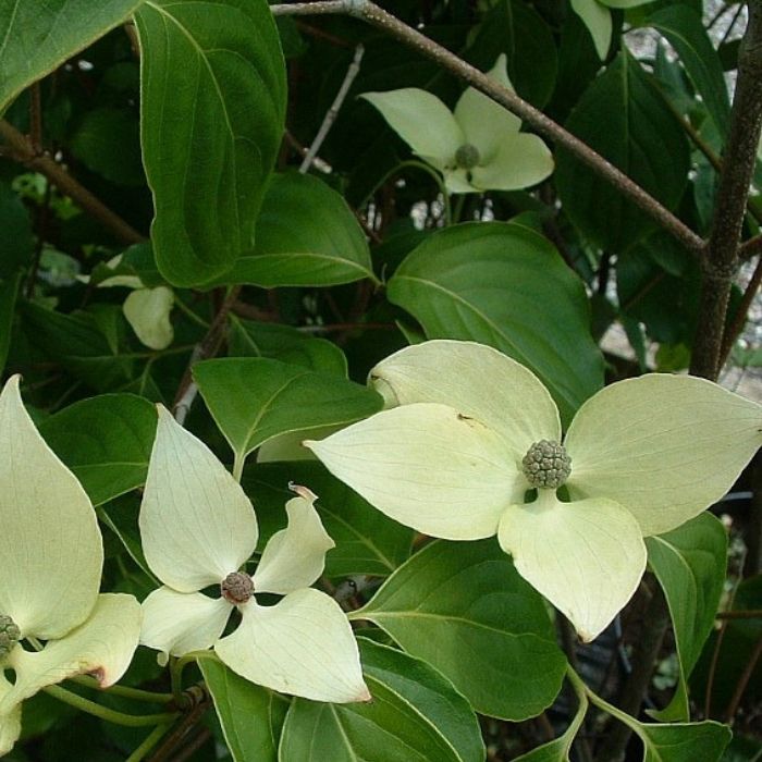Koreakornel, Cornus kousa chinensis 'China Girl'