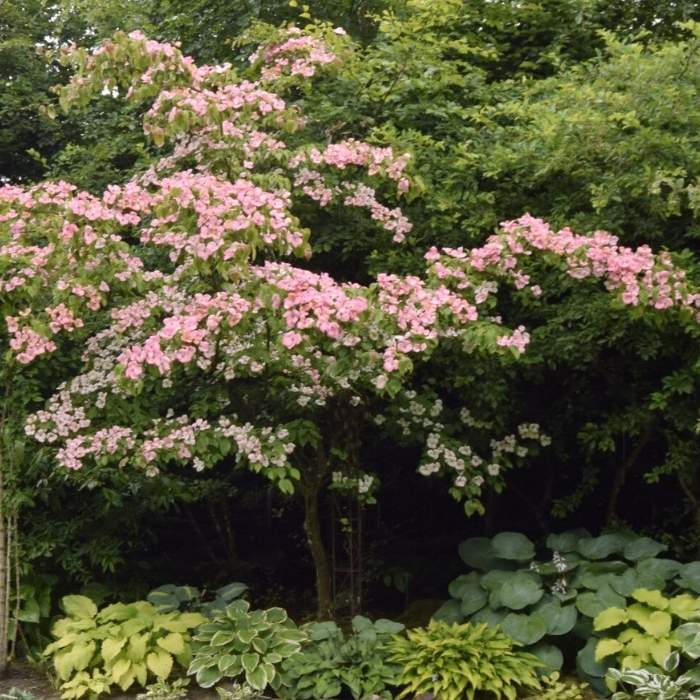 Koreakornel, Cornus kousa 'Satomi'