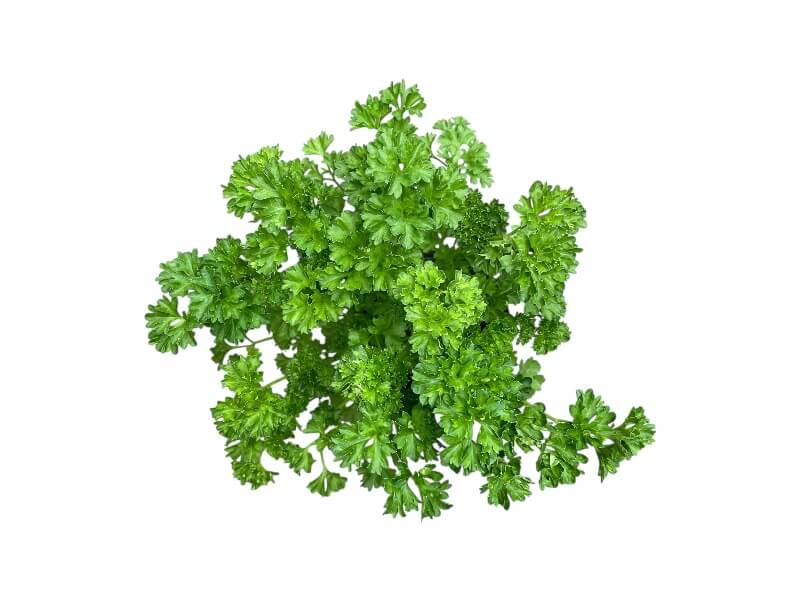 Kruspersille, Petroselinum crispum i 12 cm potte.