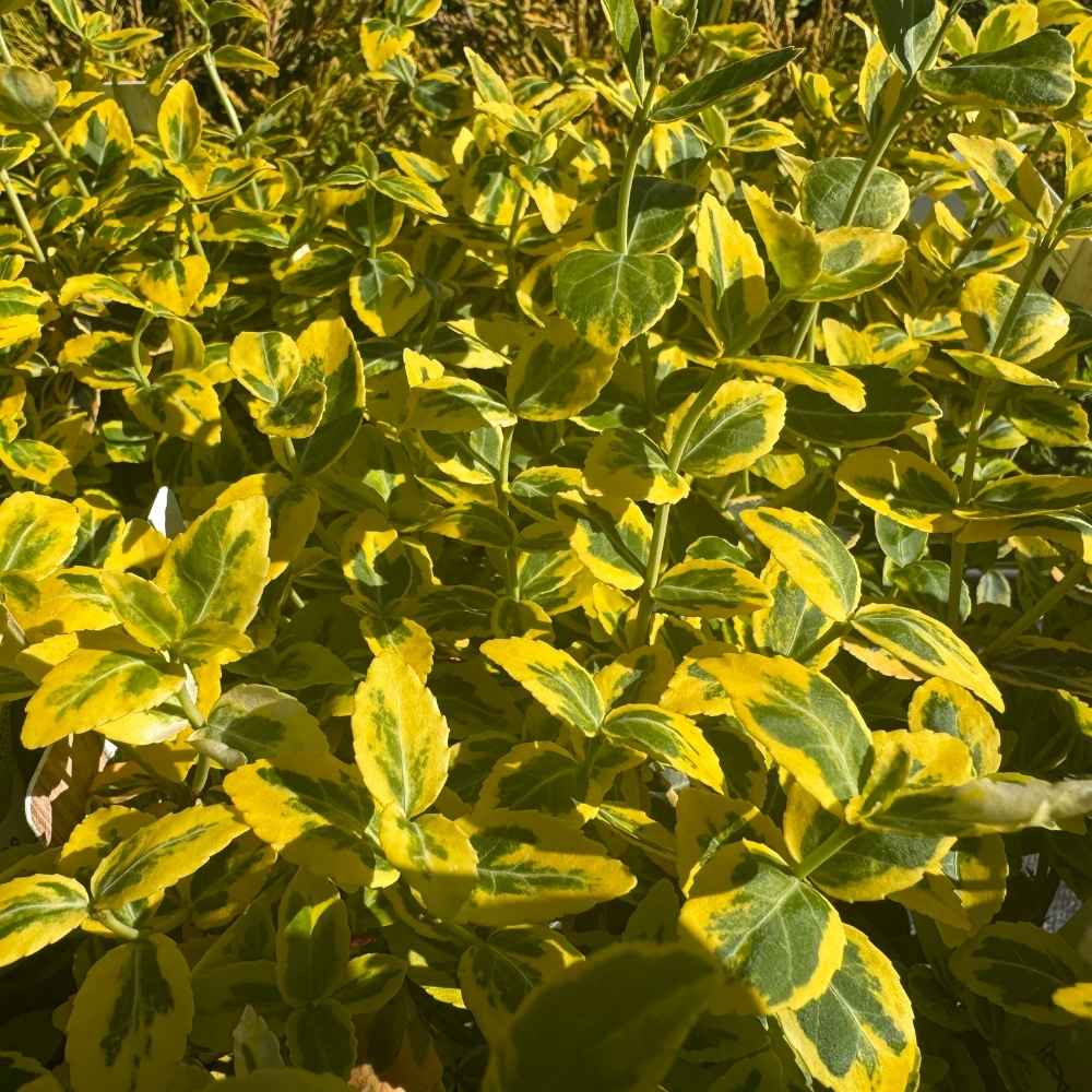 Krybende Benved, Euonymus fort. 'Emerald 'n' Gold' - 2L potte