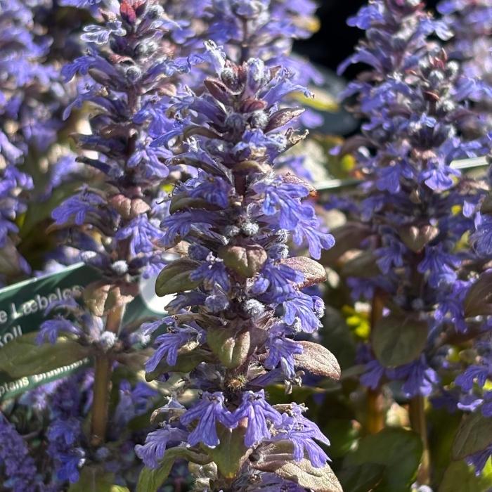 Krybende læbeløs, AJUGA reptans Braunherz - 10 cm Potte