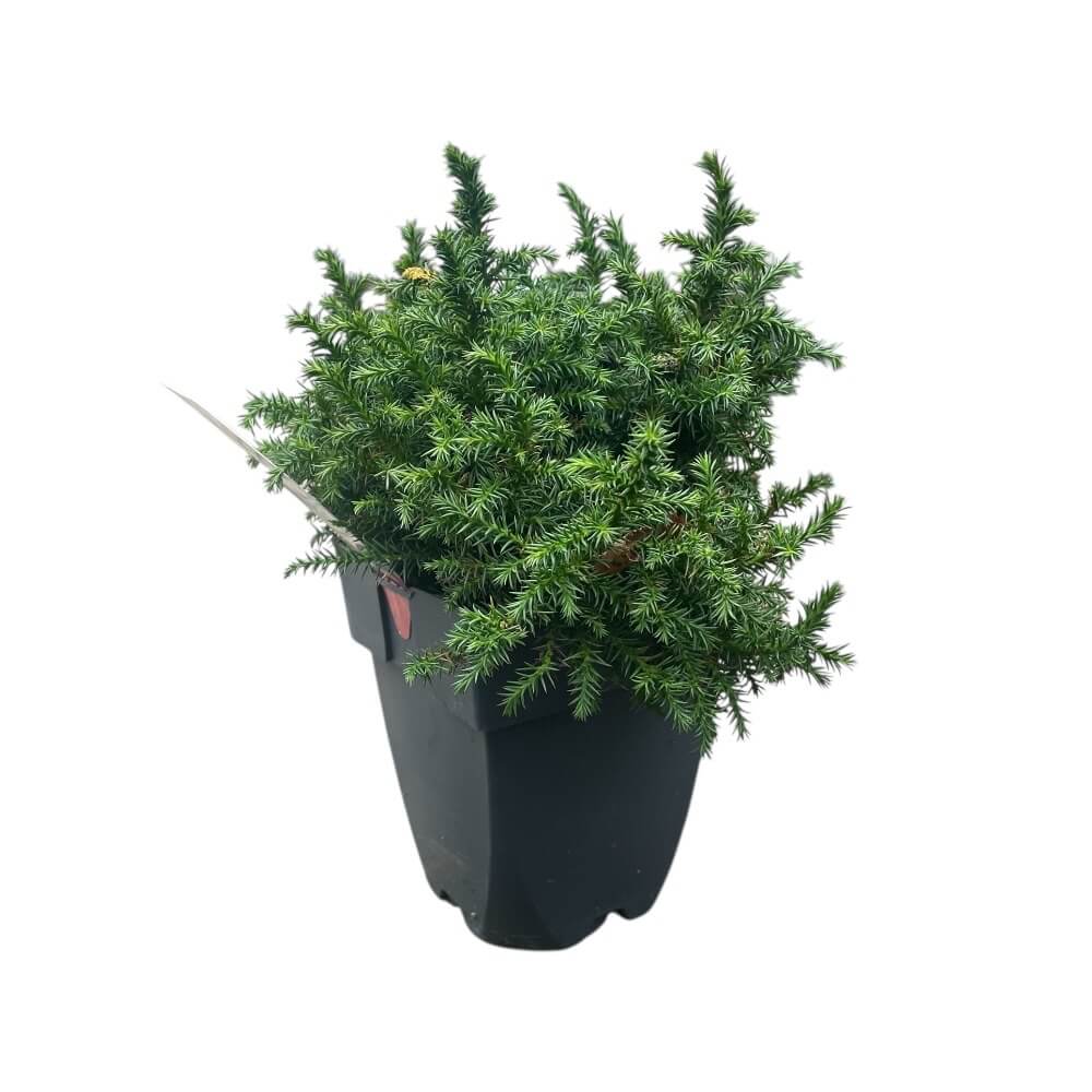 Kryptomeria, Cryptomeria j. 'Vilmoriniana' - 2L potte