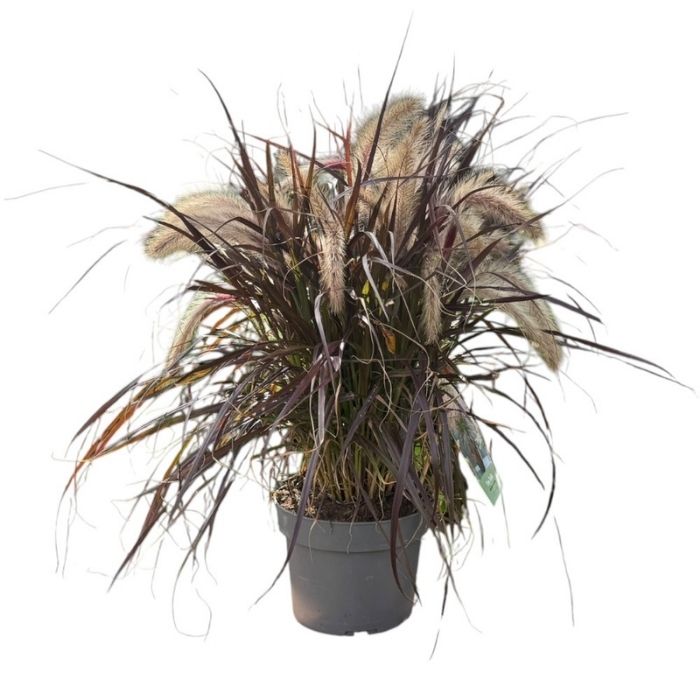 Lampepudsergræs, Pennisetum adv. 'Tiny Tails'