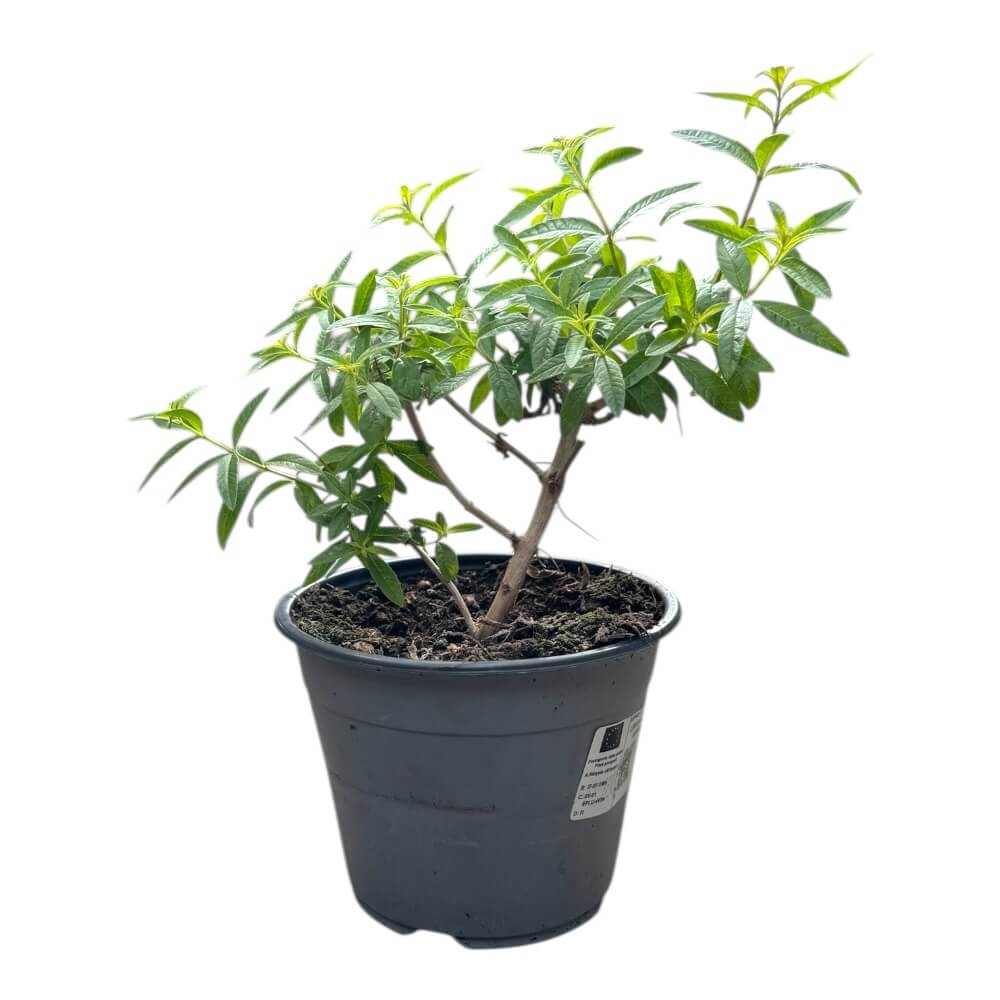 Citron verbena, LEMON VERBENA BUSH - ø14 cm potte
