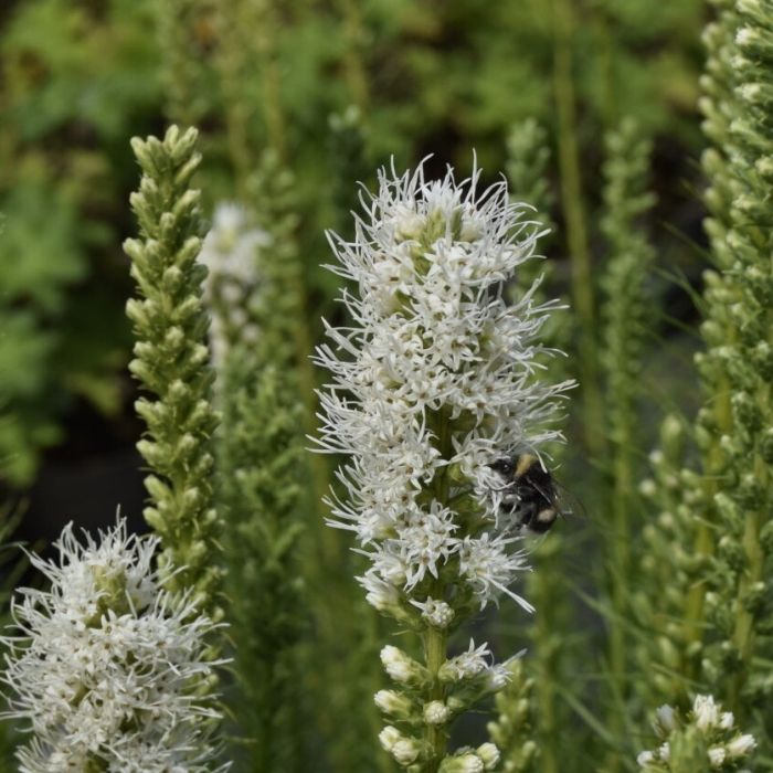 Pragtskær, Liatris Spicata ´Floristian White´