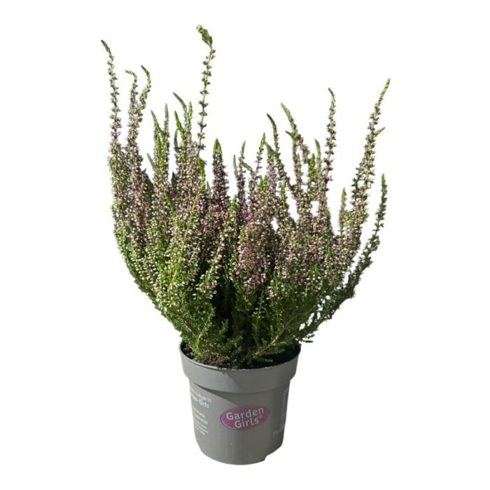 Efterårslyng, Calluna v. 'Beauty Ladies' - lilla