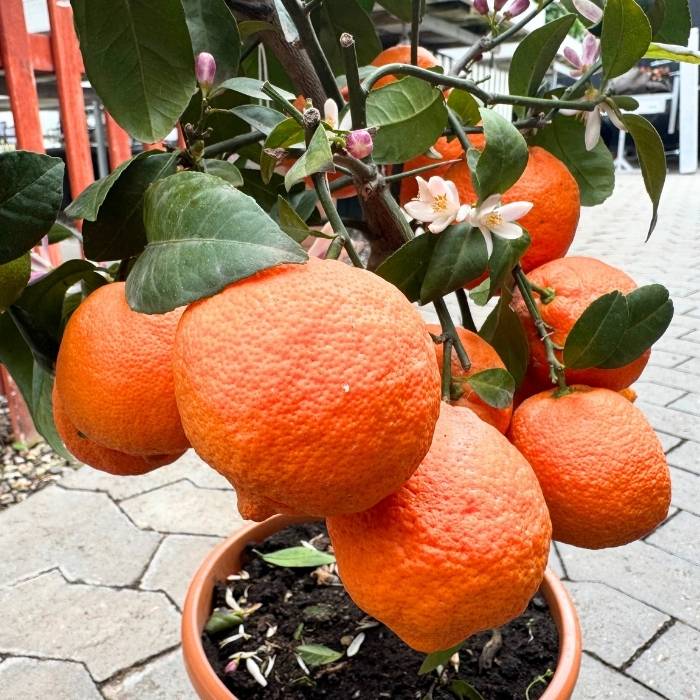 Citrus Limetta Rød 20 Cm Potte