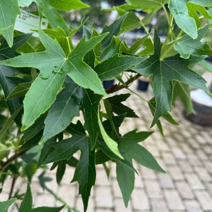 Virginsk ambratræ, Liquidambar styr. 'Worplesdon' - 10l potte - h175-200 cm