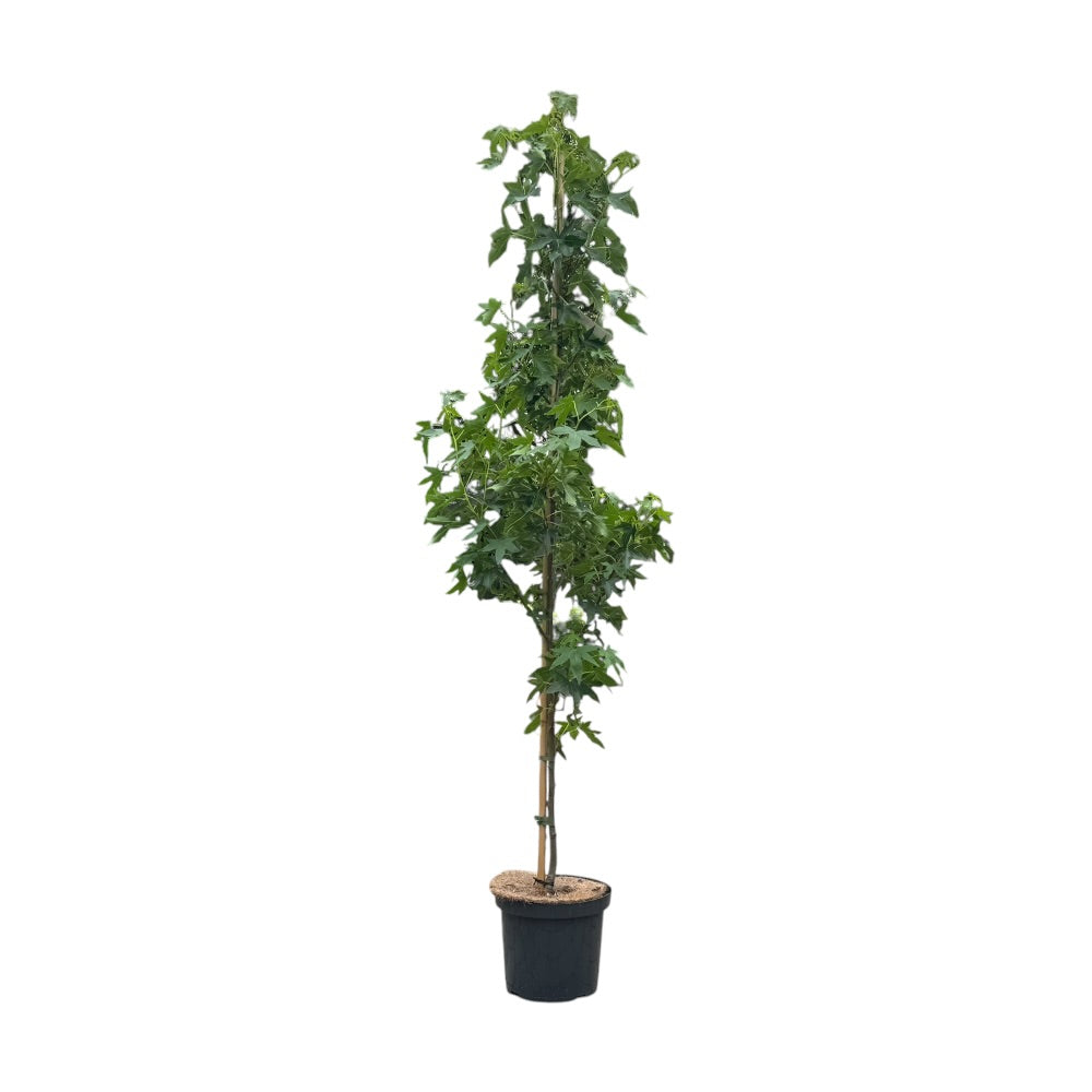 Virginsk ambratræ, Liquidambar styr. 'Worplesdon' - 10l potte - h175-200 cm