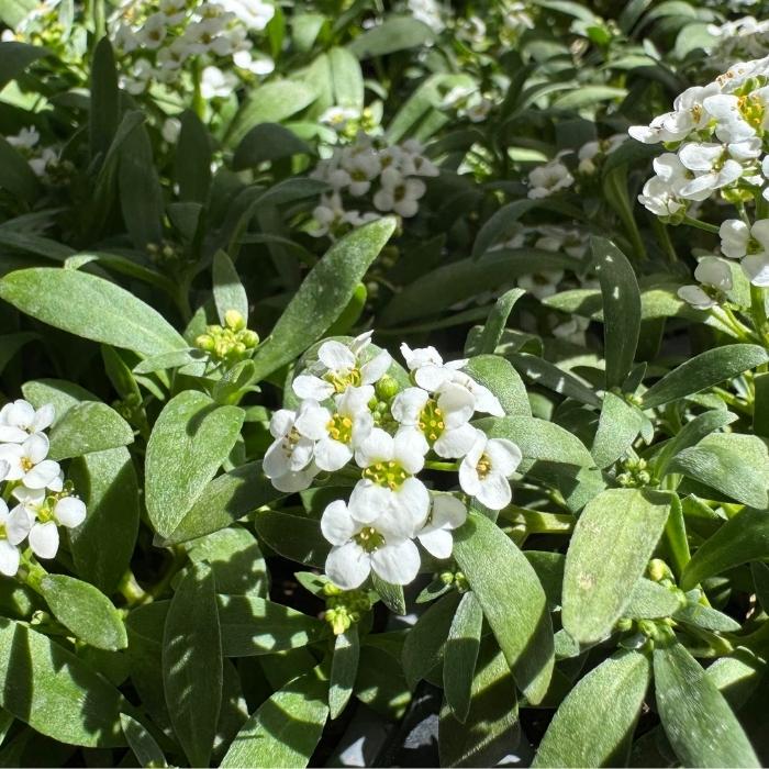 Lobularia maritima, kasse med 6 stk.