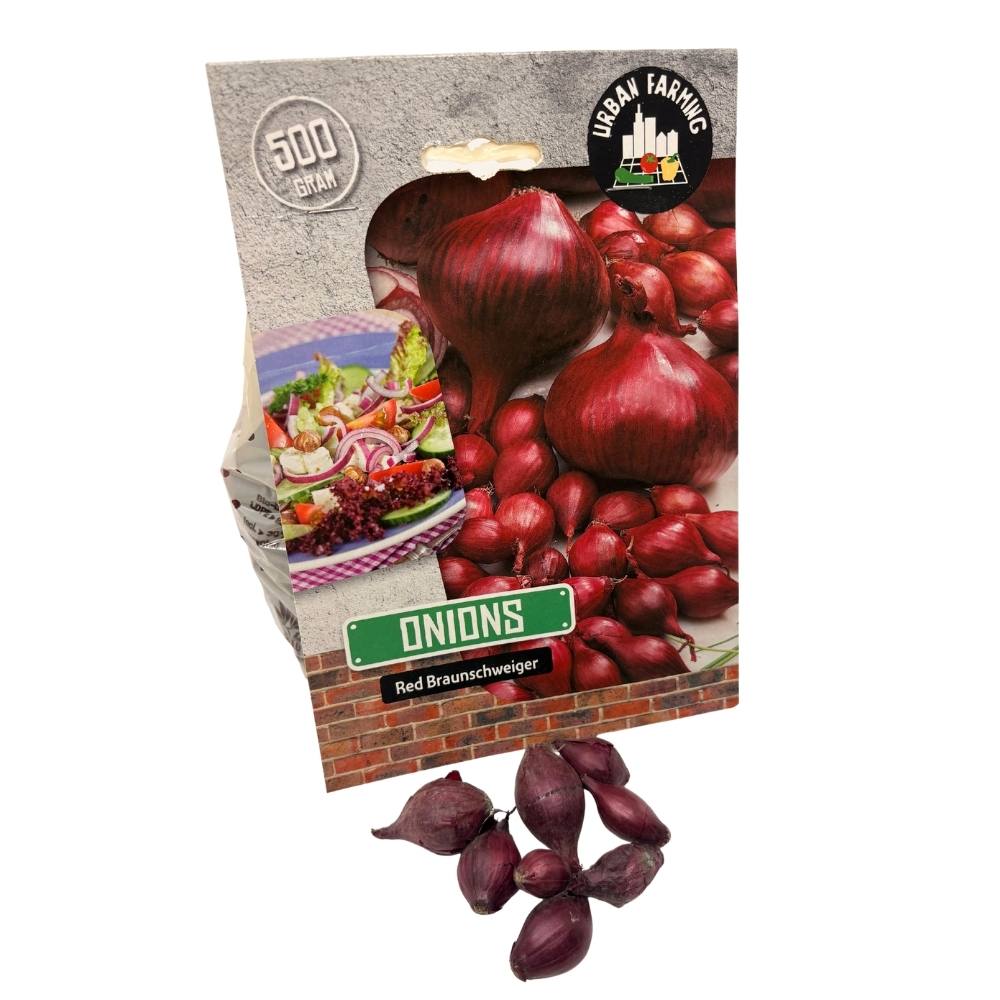 Løg, Red Braunschweiger, 500g - sætteløg
