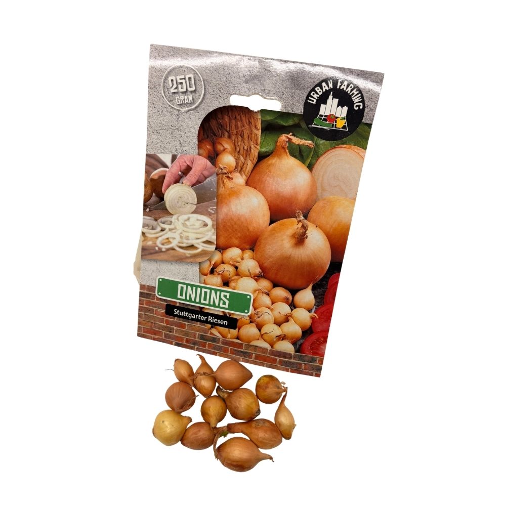 Løg, Stuttgarter Riesen, 14/21 - sætteløg