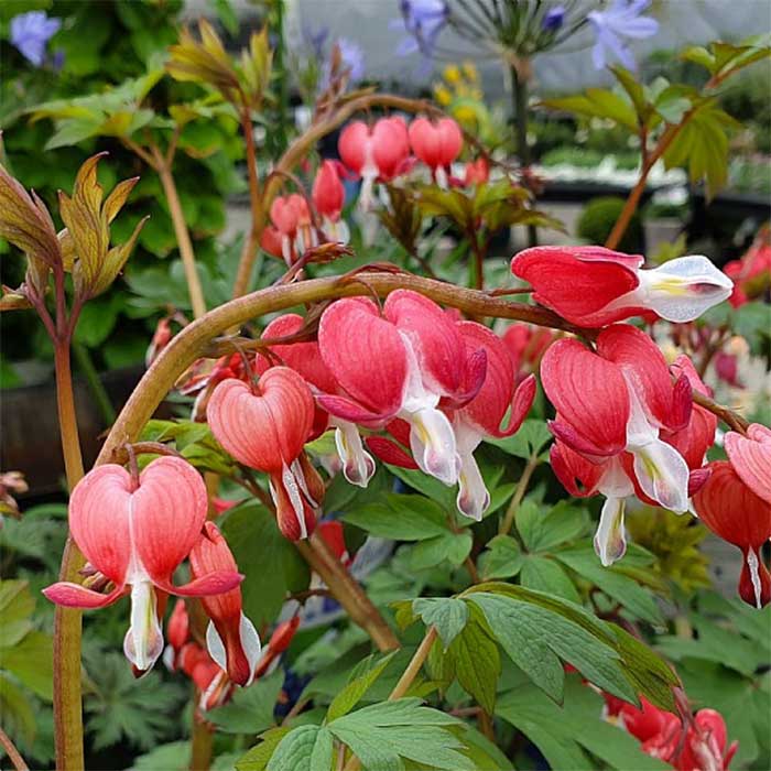 Løjtnantshjerte, Hjerteblomst, DICENTRA spectabilis Valentine - 1 L Potte