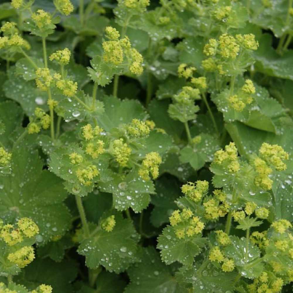 Løvefod – Alchemilla mollis (10 cm potte) med blomster